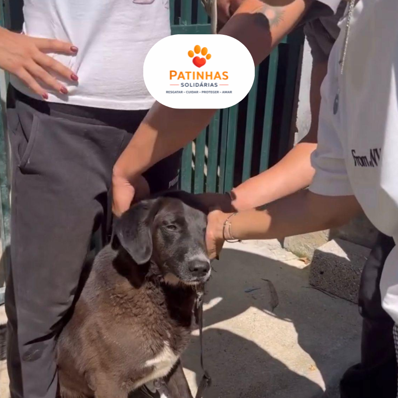 Patinhas Solidárias - Resgatar, Cuidar, Proteger, Amar